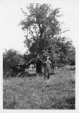1930 Jack Shiels under apple tree